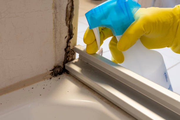 Professional Mold Removal in Glen Ridge, NJ